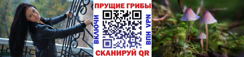 Псилоцибиновые грибы Cubensis  Куровское 